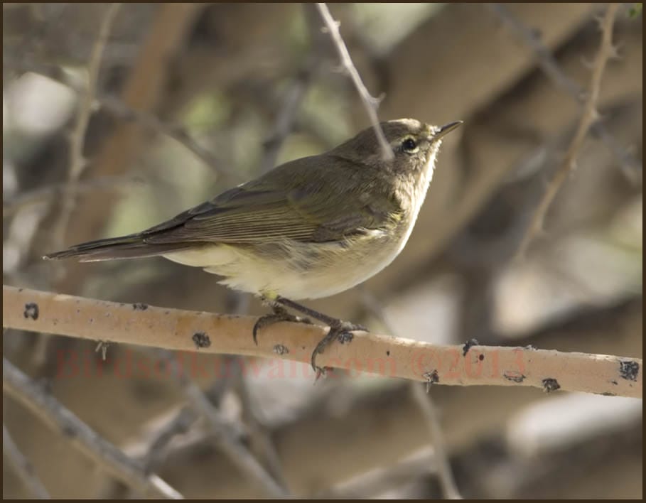 Siberian Chiffchaff Phylloscopus collybita tristis