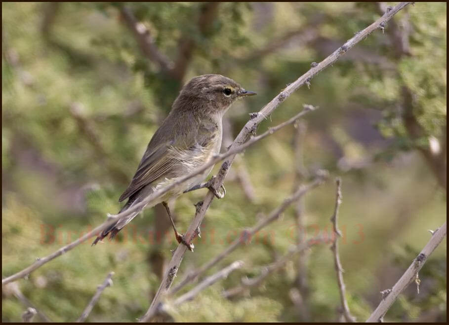 Siberian_Chiffchaff_SIR3518_