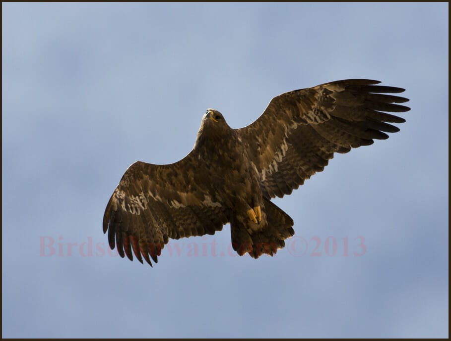 Steppe Eagle Aquila nipalensis