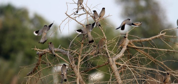 14 Hypocoliuses perched on a tree