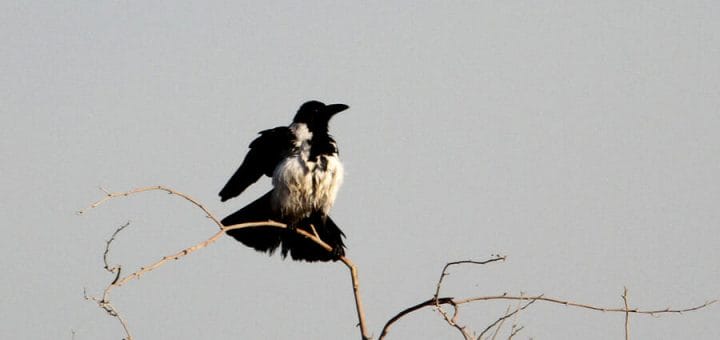 Mesopotamian Crow perched on a tree branch