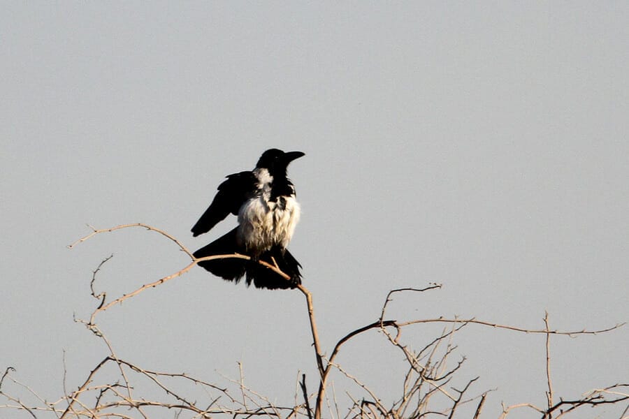 Mesopotamian Crow perched on a tree branch