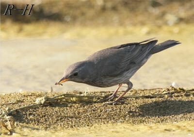 Black-throated Thrush feeding on the ground