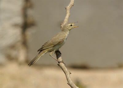 Booted_Warbler400