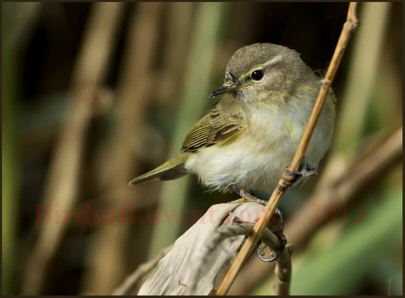 Common Chiffchaff Phylloscopus collybita