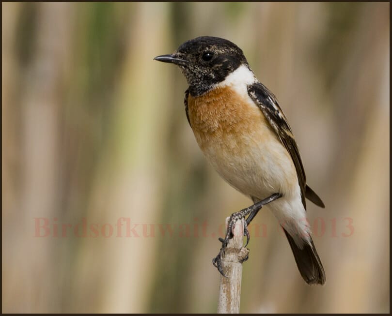 Siberian Stonechat Saxicola maurus