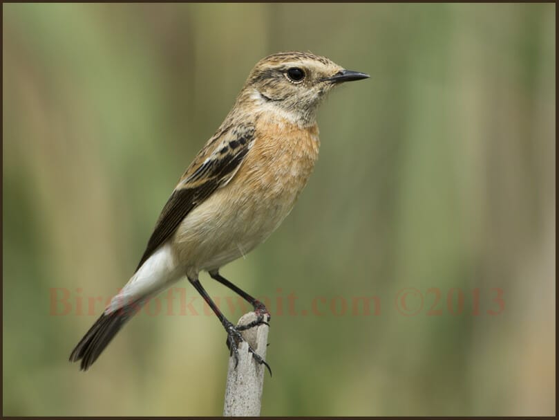 Siberian Stonechat Saxicola maurus