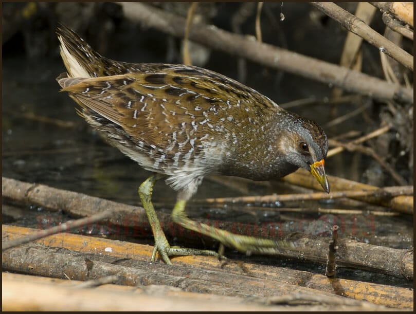 Spotted Crake Porzana porzana