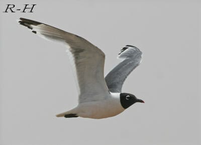 Franklin's Gull in flight