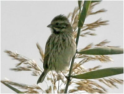 reed_bunting400