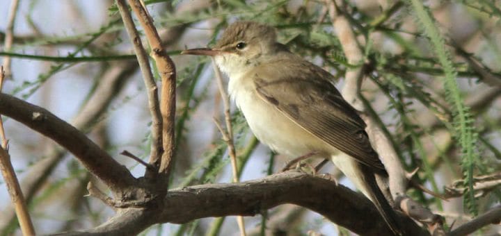 A Basra Reed Warbler perching on a branch