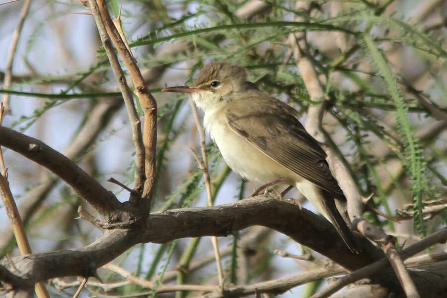 A Basra Reed Warbler perching on a branch