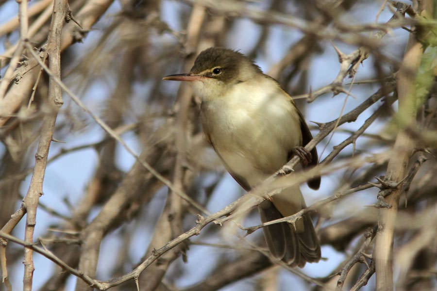 Basra Reed Warbler perching on a branch