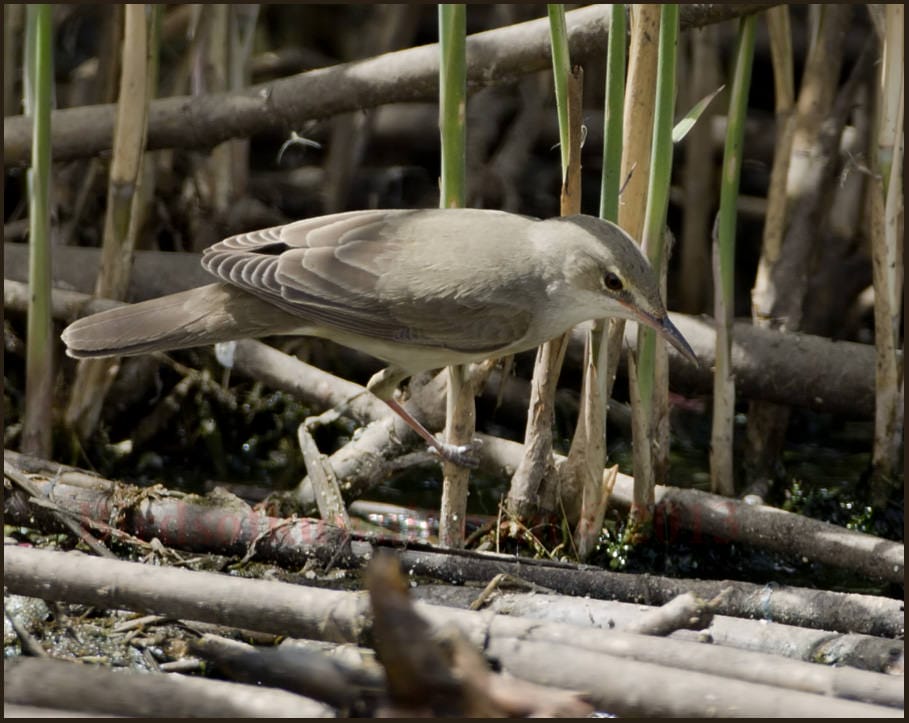 Basra Reed Warbler Acrocephalus griseldis 