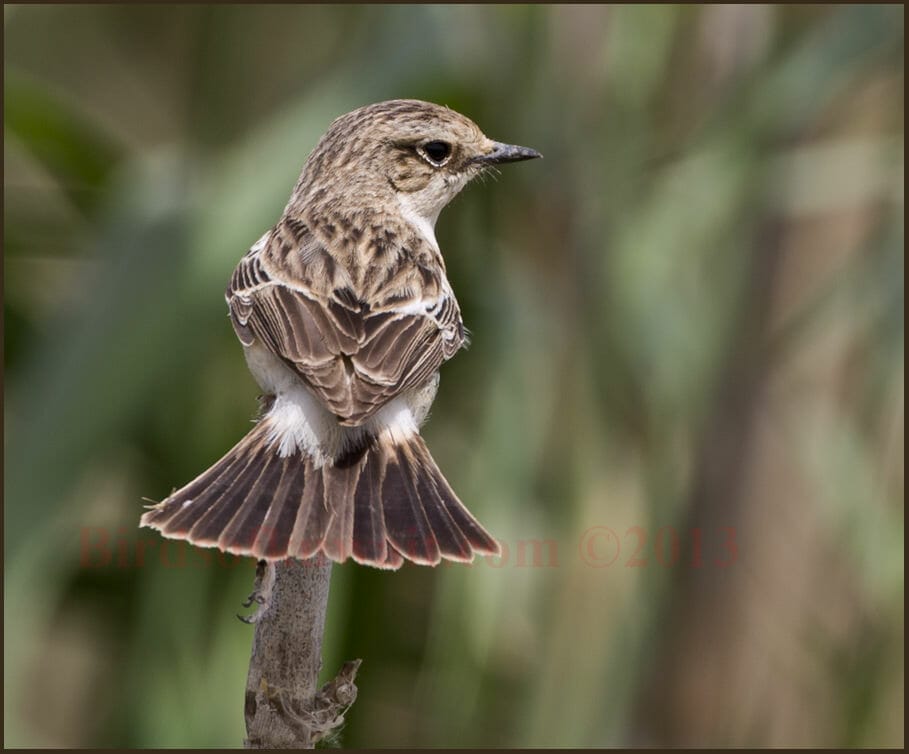 Caspian Stonechat Saxicola maurus variegatus 