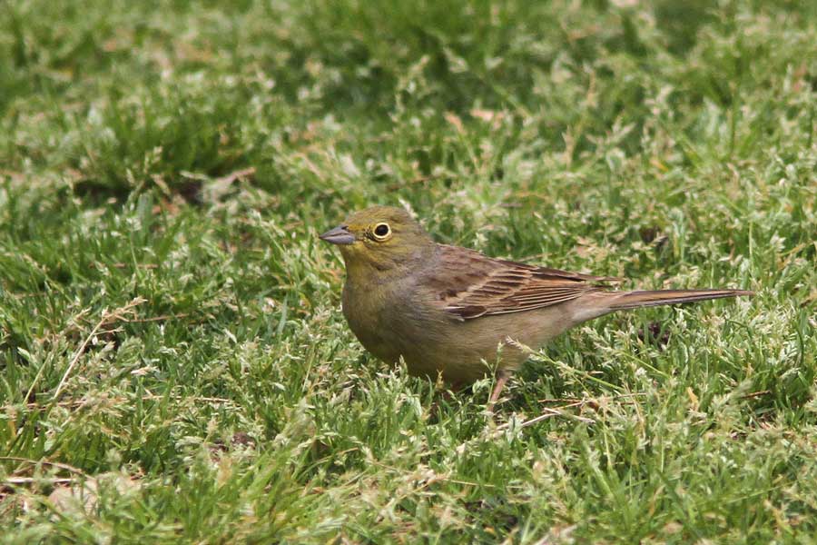 Cinerereous Bunting on grass