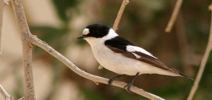 Collared Flycatcher perched on a tree branch