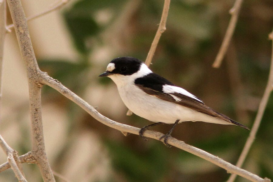 Collared Flycatcher perched on a tree branch