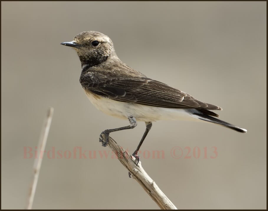 Pied Wheatear Oenanthe pleschanka 