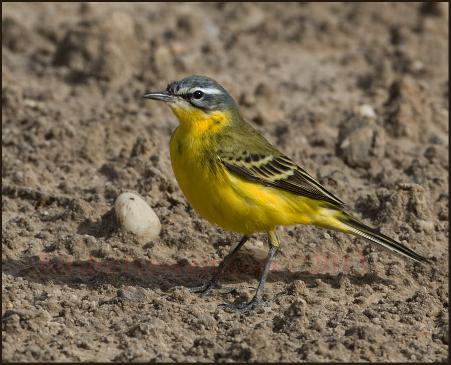 Western Wagtail Motacilla (flava) beema