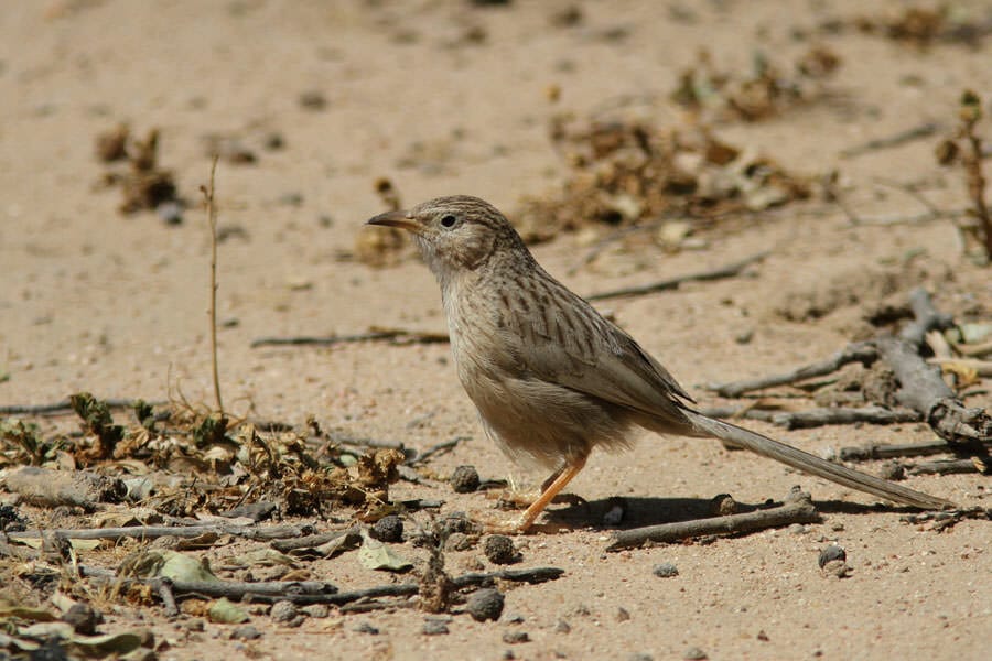 A Afghan Babbler on the ground