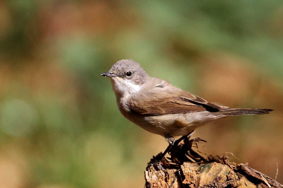 Central Asian Lesser Whitethroat perched on a wood