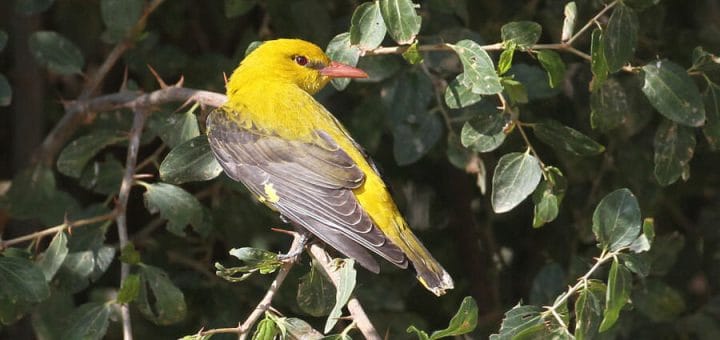 Golden Oriole perching on a tree