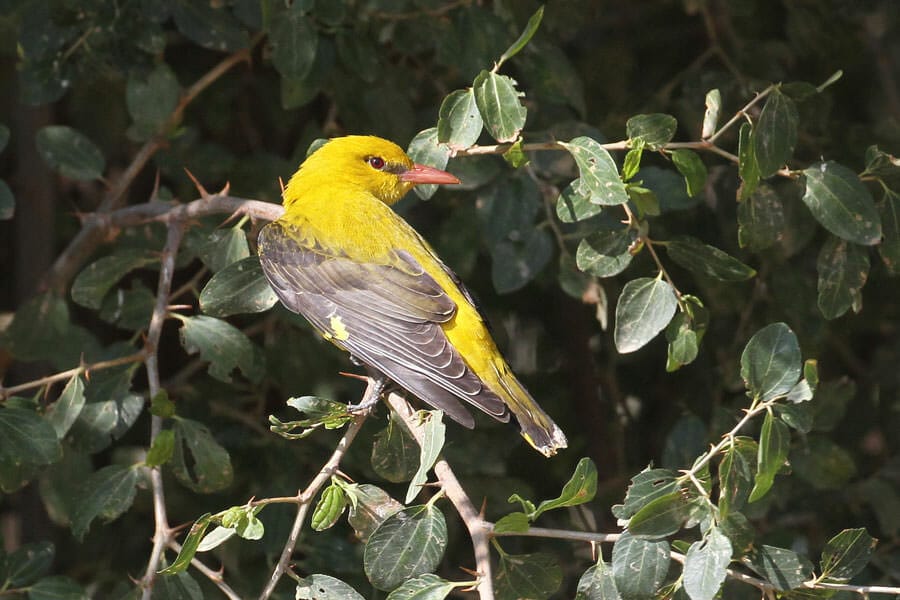 Golden Oriole perching on a tree