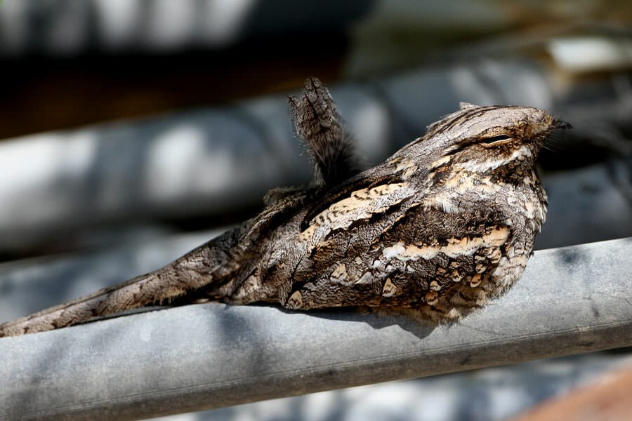 European Nightjar on ground