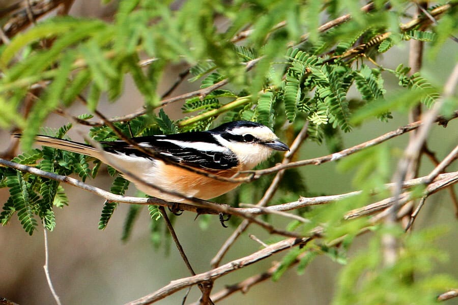 A Masked Shrike perching on a tree