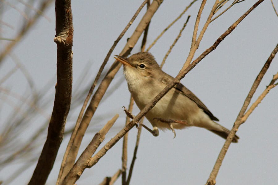 Sykes’s Warbler perching on a tree
