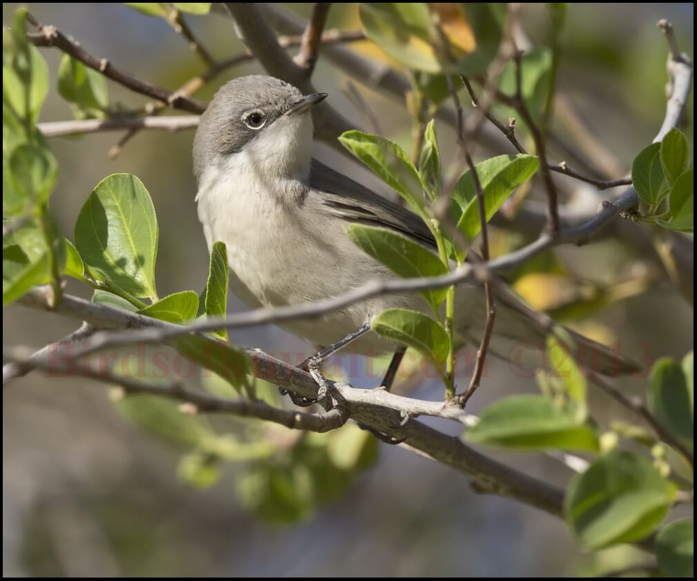 Desert Whitethroat perched on a branch