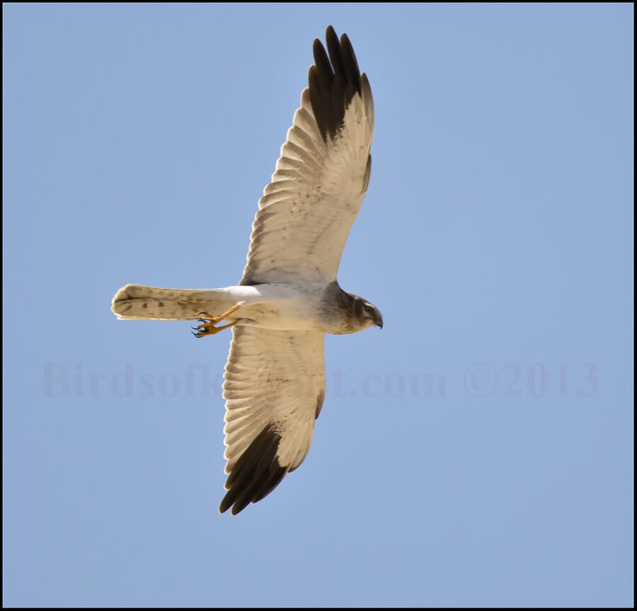 Pallid_Harrier_21_SIR1333