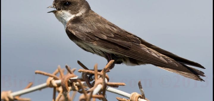 Sand Martin perched on barbed wire
