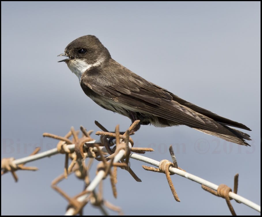 Sand Martin perched on barbed wire