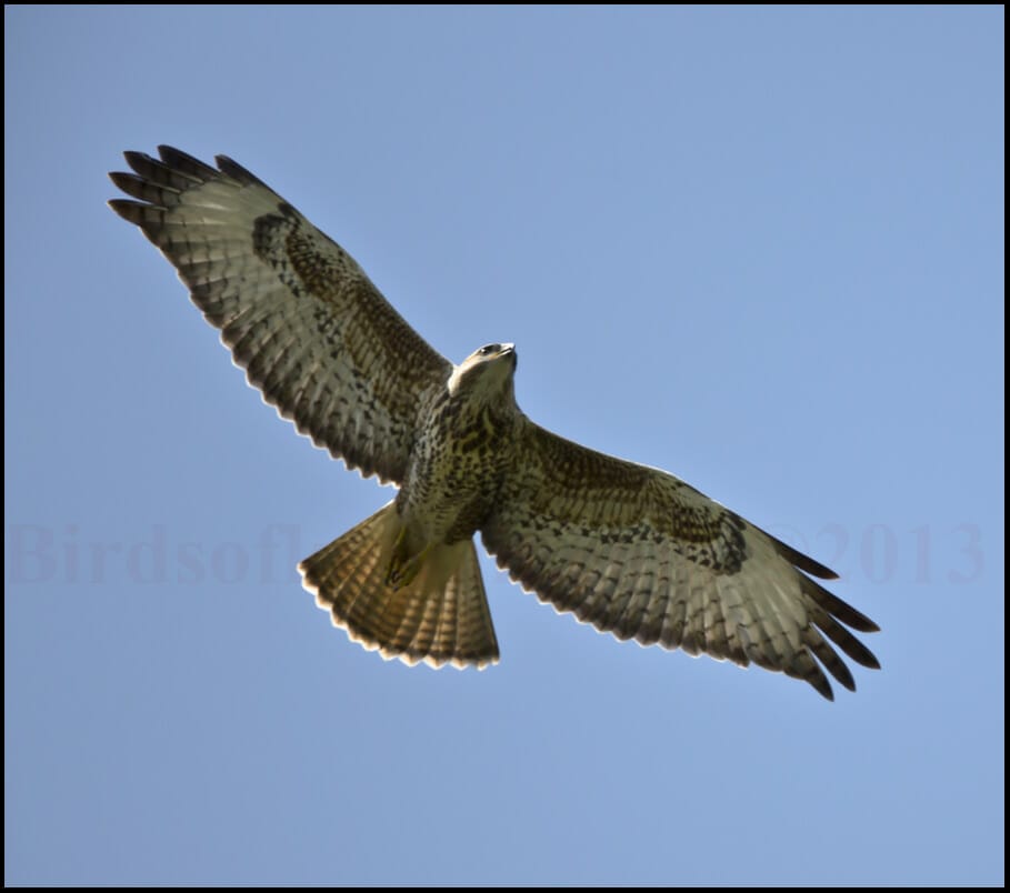 Steppe Buzzard Buteo buteo vulpinus 