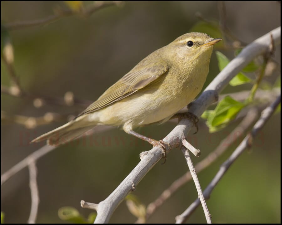 Willow_Warbler_21_SIR1178