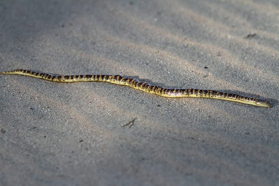 Arabian Sand Boa on the ground