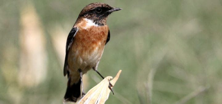 European Stonechat perched on top of a plant