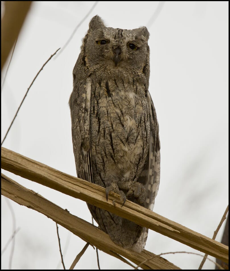 Pallid Scops Owl	 Otus brucei 