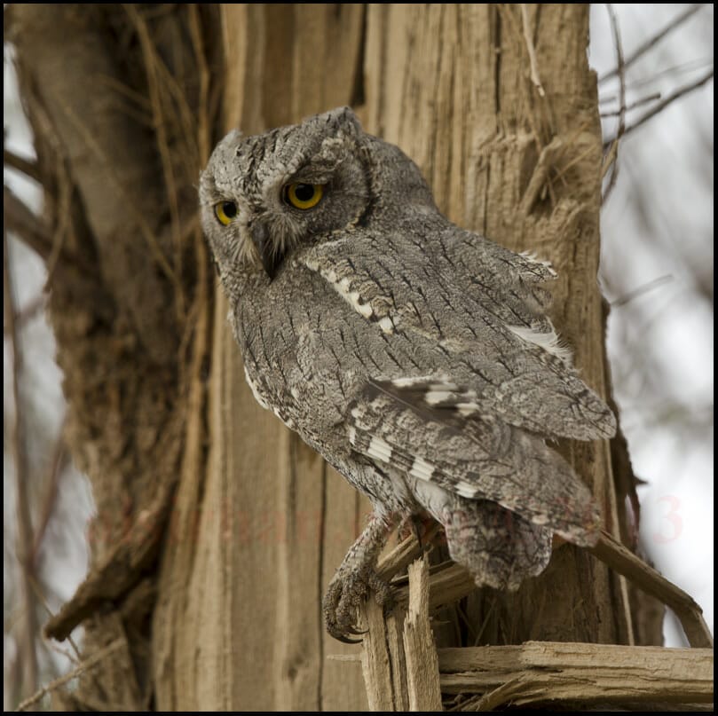 Pallid Scops Owl perched on a tree branch