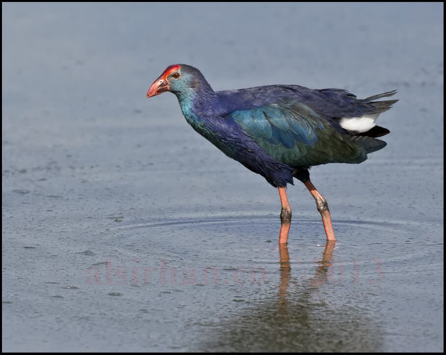 Purple Swamphen Porphyrio porphyrio 