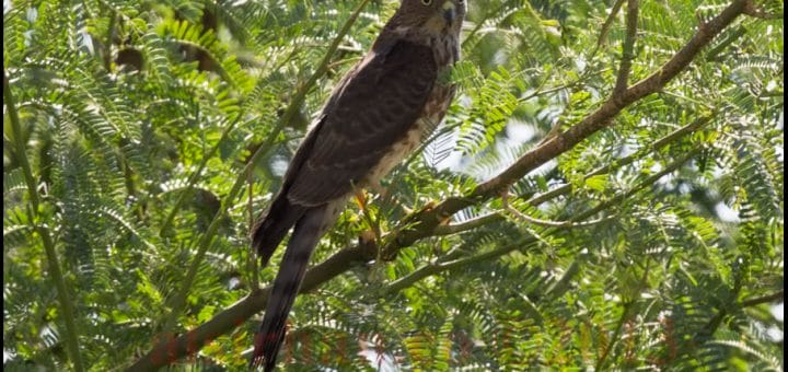 Shikra perched on a tree branch