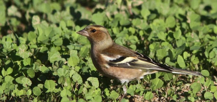 Common Chaffinch perching on ground