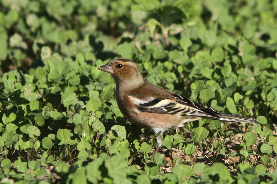 Common Chaffinch Fringilla coelebs perching on ground