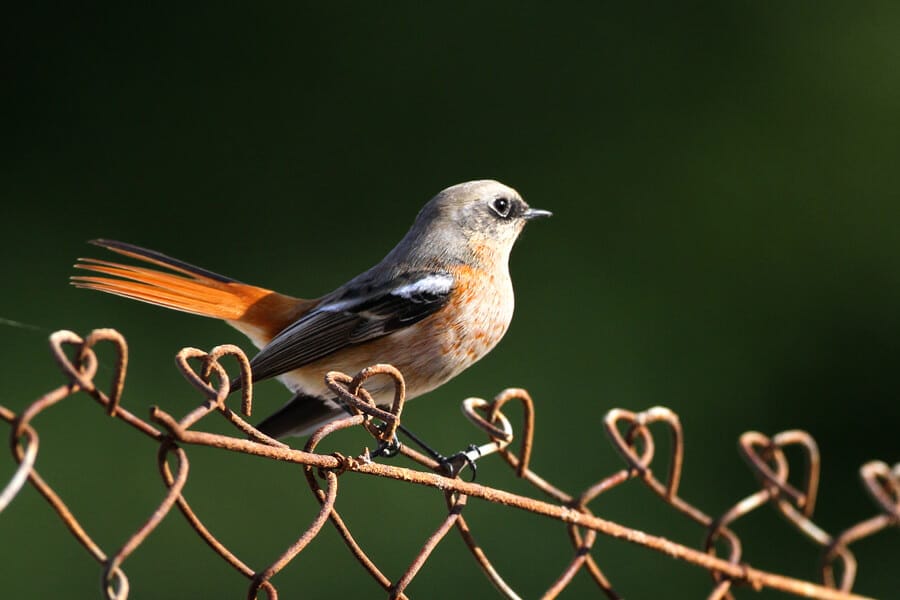 Eversmann's Redstart Phoenicurus erythronotus perching on fence