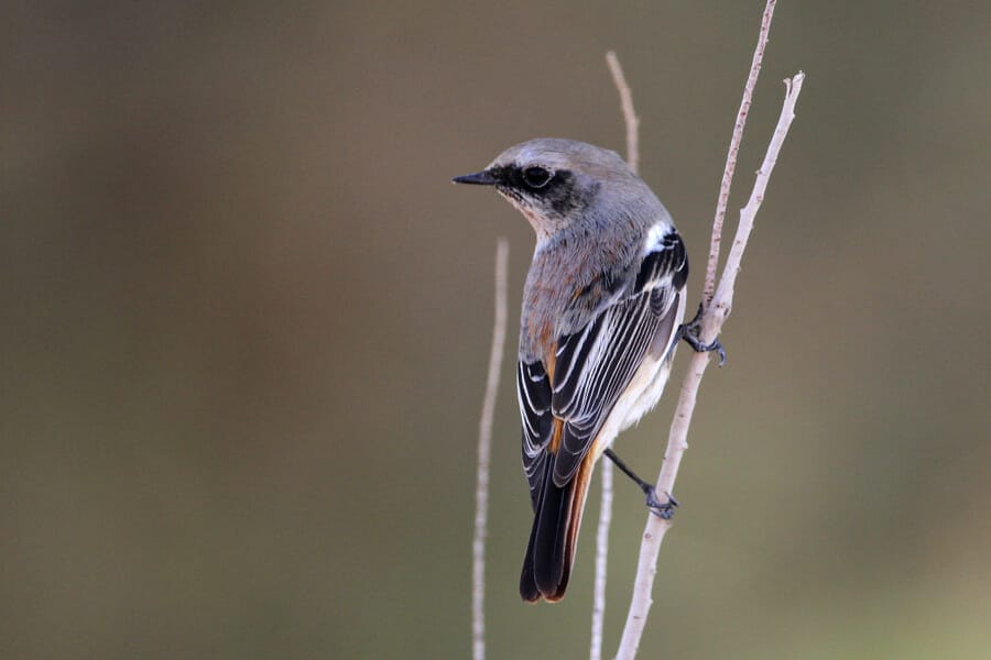 Eversmann's Redstart Phoenicurus erythronotus perching on a branch