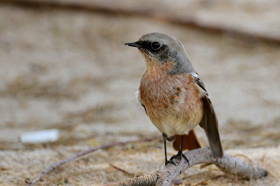 Eversmann’s Redstart Phoenicurus erythronotus on ground