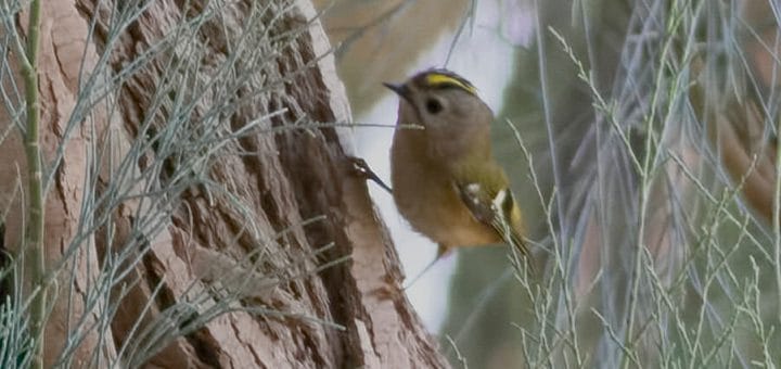 Goldcrest perched on tree trunk