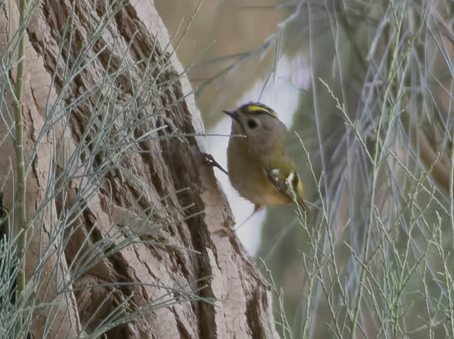 Goldcrest Regulus regulus on tree trunk